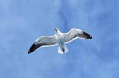 Kelp Gull (Larus dominicanus vetula) Kelp Gull (Larus dominicanus vetula)