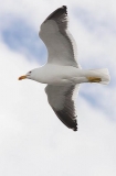 Kelp Gull (Larus dominicanus austrinus) Kelp Gull (Larus dominicanus austrinus)