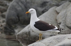 Kelp Gull (Larus dominicanus austrinus) Kelp Gull (Larus dominicanus austrinus)