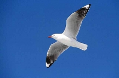 Silver Gull (Larus novaehollandiae) Silver Gull (Larus novaehollandiae)