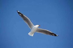 Silver Gull (Larus novaehollandiae) Silver Gull (Larus novaehollandiae)