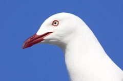 Silver Gull (Larus novaehollandiae) Silver Gull (Larus novaehollandiae)