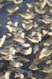Silver Gulls (Larus novaehollandiae) Silver Gulls (Larus novaehollandiae)