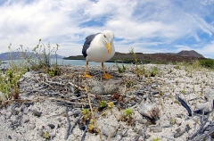 Yellow-footed Sea Gull (larus livens) Yellow-footed Sea Gull (larus livens)