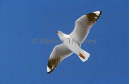 Silver Gull (Larus novaehollandiae) Silver Gull (Larus novaehollandiae)