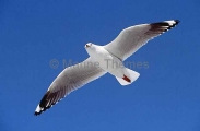 Silver Gull (Larus novaehollandiae) Silver Gull (Larus novaehollandiae)
