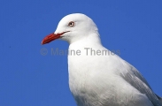 Silver Gull (Larus novaehollandiae) Silver Gull (Larus novaehollandiae)