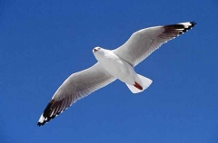 Silver Gull (Larus novaehollandiae) Silver Gull (Larus novaehollandiae)