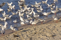 Silver Gulls (Larus novaehollandiae) Silver Gulls (Larus novaehollandiae)