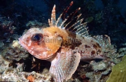 Gurnard Perch (Neosebastes scorpaenoides) Gurnard Perch (Neosebastes scorpaenoides)