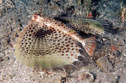 Flying Gurnard (Dactyloptena orientalis) Flying Gurnard (Dactyloptena orientalis)