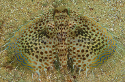 Flying Gurnard (Dactyloptena orientalis) Flying Gurnard (Dactyloptena orientalis)