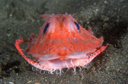 Deapsea Searobin (Satyrichthys amiscus) Deapsea Searobin (Satyrichthys amiscus)