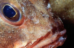 Red Gurnard Perch (Helicolensis alporti)