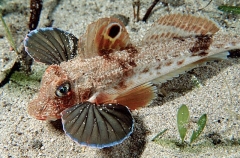 Southern Spiny Gurnard (Lepidotrigla papilio)