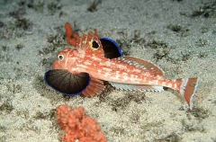 Eastern Spiny Gurnard (Lepidotrigla pleuracanthica)
