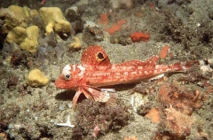 Eastern Spiny Gurnard (Lepidotrigla pleuracanthica) Eastern Spiny Gurnard (Lepidotrigla pleuracanthica)
