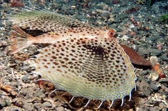 Flying Gurnard (Dactyloptena orientalis)