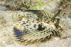 Flying Gurnard (Dactyloptena orientalis) Flying Gurnard (Dactyloptena orientalis)