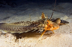 Flying Gurnard (Dactyloptena orientalis) Flying Gurnard (Dactyloptena orientalis)