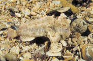 Warty Handfish (Brachionichthys verrucosus)