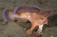 Spotted Handfish (Brachionichthys hirsutus) Spotted Handfish (Brachionichthys hirsutus)