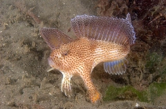 Spotted Handfish (Brachionichthys hirsutus) Spotted Handfish (Brachionichthys hirsutus)