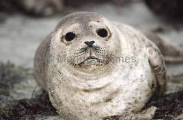 Harbor Seal (Phoca vitulina) Harbor Seal (Phoca vitulina)