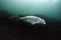 Harbor Seal (Phoca vitulina)