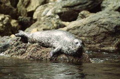 Harbor Seal (Phoca vitulina) Harbor Seal (Phoca vitulina)