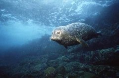 Harbor Seal (Phoca vitulina) Harbor Seal (Phoca vitulina)