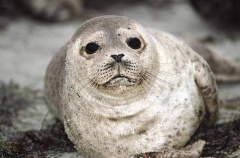 Harbor Seal (Phoca vitulina) Harbor Seal (Phoca vitulina)
