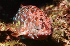 Harlequin Fish (Othos dentex) Harlequin Fish (Othos dentex)