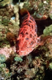 Harlequin Fish (Othos dentex) Harlequin Fish (Othos dentex)