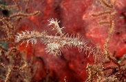 Harlequin Ghost Pipefish (Solenostomus paradoxus) Harlequin Ghost Pipefish (Solenostomus paradoxus)
