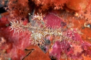 Harlequin Ghost Pipefish (Solenostomus paradoxus)