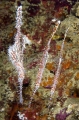 Harlequin Ghost Pipefish (Solenostomus paradoxus) Harlequin Ghost Pipefish (Solenostomus paradoxus)