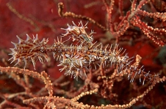 Harlequin Ghost Pipefish (Solenostomus paradoxus) Harlequin Ghost Pipefish (Solenostomus paradoxus)
