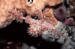 Harlequin Ghost Pipefish (Solenostomus paradoxus) Harlequin Ghost Pipefish (Solenostomus paradoxus)
