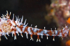 Harlequin Ghost Pipefish (Solenostomus paradoxus) Harlequin Ghost Pipefish (Solenostomus paradoxus)