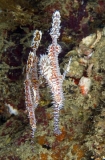 Harlequin Ghost Pipefish (Solenostomus paradoxus) Harlequin Ghost Pipefish (Solenostomus paradoxus)