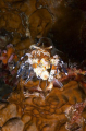 Harlequin Shrimp (Hymenocera elegans) Harlequin Shrimp (Hymenocera elegans)
