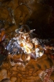 Harlequin Shrimp (Hymenocera elegans) Harlequin Shrimp (Hymenocera elegans)