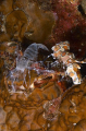 Harlequin Shrimp (Hymenocera elegans) Harlequin Shrimp (Hymenocera elegans)