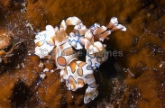 Harlequin Shrimp (Hymenocera elegans) Harlequin Shrimp (Hymenocera elegans)