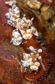 Harlequin Shrimp (Hymenocera elegans) Harlequin Shrimp (Hymenocera elegans)