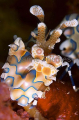 Harlequin Shrimp (Hymenocera elegans) Harlequin Shrimp (Hymenocera elegans)