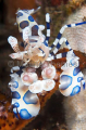 Harlequin Shrimp (Hymenocera elegans)
