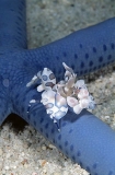 Harlequin Shrimp (Hymenocera elegans) Harlequin Shrimp (Hymenocera elegans)