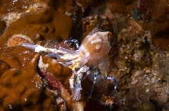 Harlequin Shrimp (Hymenocera elegans) Harlequin Shrimp (Hymenocera elegans)